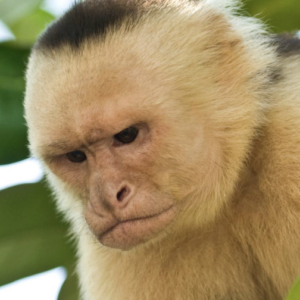 Plegables Morning Walk WILDLIFE MANUEL ANTONIO